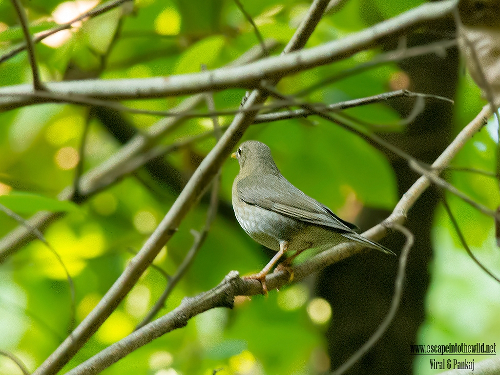 Tickell's Thrush 